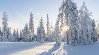 Ночь с 8 на 9 января стала самой морозной с начала зимы в Санкт-Петербурге