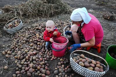 Россиян начнут штрафовать за выращивание неправильной картошки