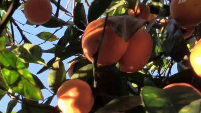 В Абхазии завершается сбор урожая мандаринов