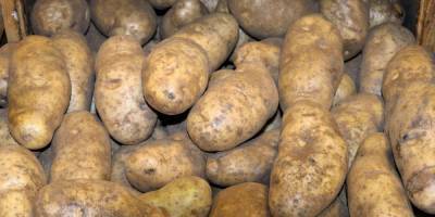 Юрист предупредил о штрафах за выращивание картошки
