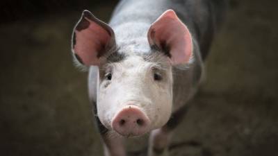 Торги «свиными» фьючерсами запустили в Китае