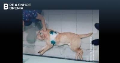Житель Нижнекамска убил свою собаку, нанеся ей десять ножевых ранений