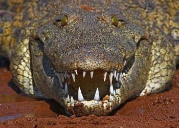Почему крокодилы почти не изменились за 200 млн лет