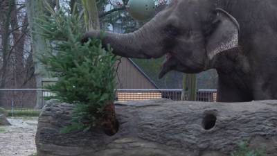 Животные доедают рождественские елки в зоопарке Берлина.