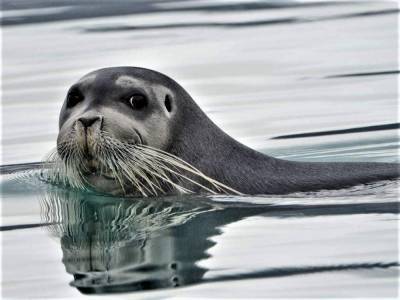 Зверобоям Охинского района разрешили добыть более 2500 тюленей