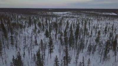 Спасатели предупреждают о сильных морозах в Ленобласти в ближайшие дни