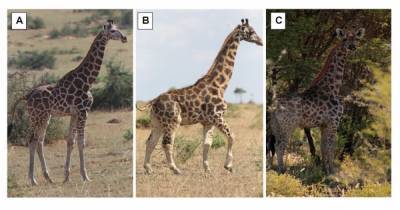 Тело лошади, а шея жирафа. В Африке обнаружили двух очаровательных карликовых жирафов