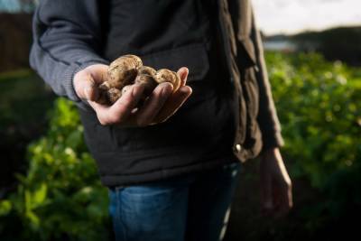 Саратовцев будут штрафовать за продажу собственноручно выращенной картошки