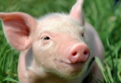 В Нидерландах аэропорт принял на работу свиней