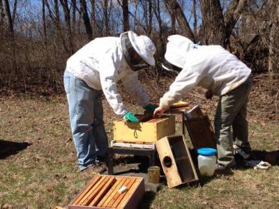 Как ухаживать за пчелами начинающему пчеловоду