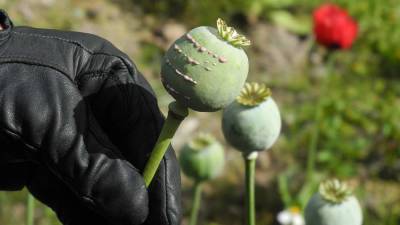 Дипломат РФ при ООН оценил проблему роста наркопроизводства в Афганистане