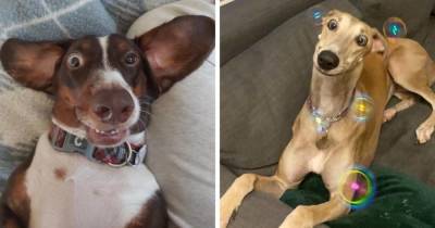 17 фотографий смешных и дурашливых собак, которые выражением своих мордашек легко разгонят любую тоску