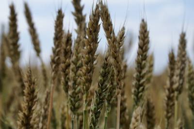 Аграрии Кубани в 2022 году смогут получить субсидии на производство и реализацию зерновых культур