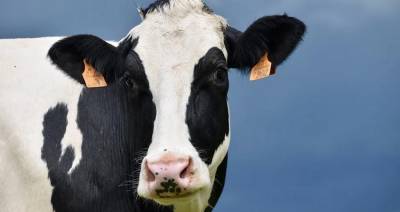 Можно ли улучшить экологичность коровьего следа за счет кормления бобовыми