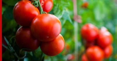 Преумножить урожай томатов в будущем году поможет одна хитрость на грядке в октябре