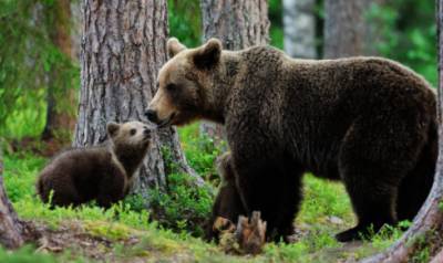 Курьез: медведица с медвежонком пришли покататься на качелях на детской площадке. ФОТО