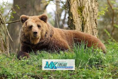 В Ярославской области резко увеличилось поголовье медведей
