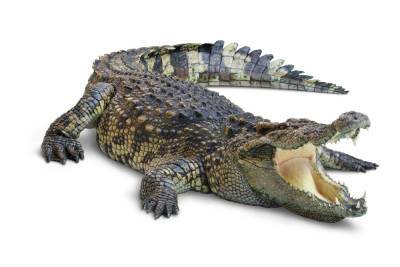 Житель Флориды поймал крокодила мусорным баком
