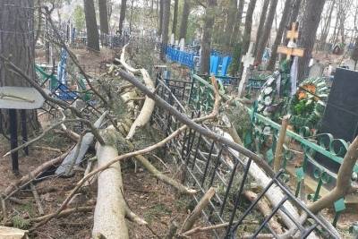 В Тверской области сухое дерево упало на могилы
