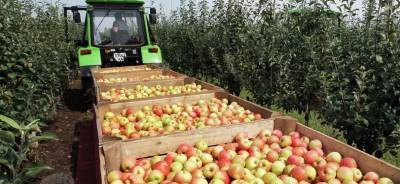 В Севастополе планируют собрать 180 тонн яблок