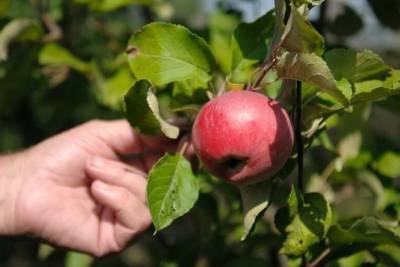 У тамбовских многоэтажек, где живут дети-сироты, посадят яблони