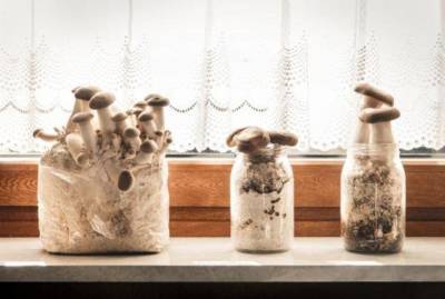 Растим грибы самостоятельно
