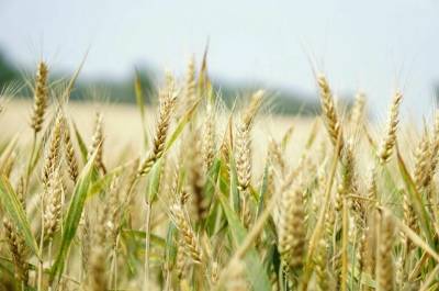 Правительство выделило более 10 млрд рублей на поддержку производителей зерна