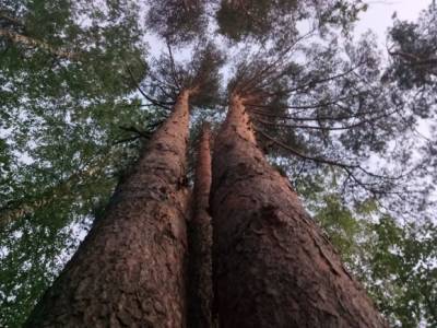 Жители Сиверского потребовали от чиновников и прокуратуры защитить заповедный лес от застройки