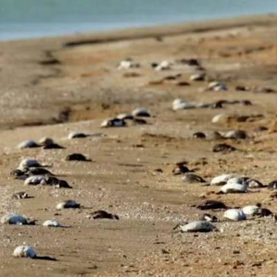 Массовая гибель птиц зафиксирована в крымском заливе Сиваш