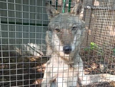 Ульяновский гуляка-волк переезжает в Ленинградскую область, зоопарк в Парке Победы закрывается
