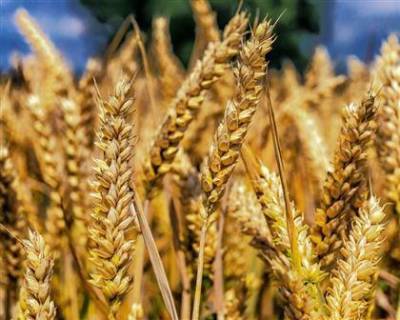 Пошлина на экспорт пшеницы из РФ вырастет с 6 октября до $57,8 за тонну