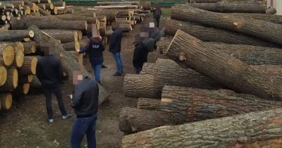 СБУ задержала более 40 нелегальных лесорубов (фото)