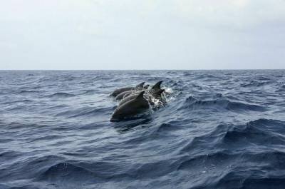 Правительство одобрило запрет на вылов китов и дельфинов