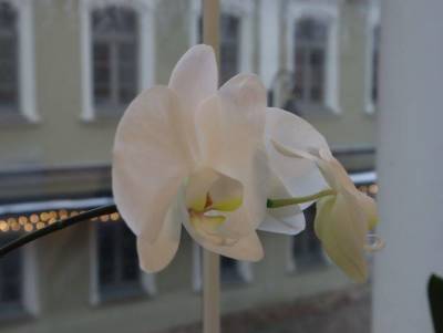 Зачем помещать в горшок с орхидеей кусочек льда: хитрость, которая удивит хозяек