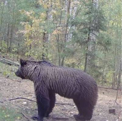 В Ульяновскую область пришли медведи. Грибников просят быть осторожнее