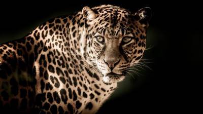 В Индии женщина тростью отбилась от дикого леопарда