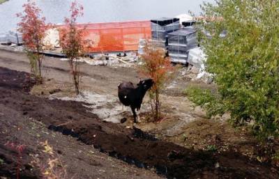 Власти Нязепетровска обещали сдать набережную за ₽44 млн. Но пока там пасутся коровы