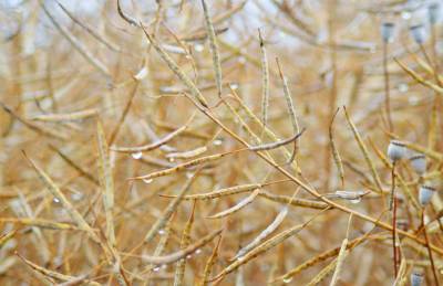 Эксперты снизили прогноз урожая канолы в Канаде