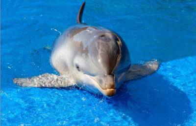 Дельфины не такие добрые, как многие думают! 5 жутких фактов, о которых вы могли не знать