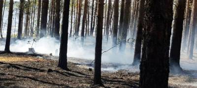 Минприроды объяснило права жителей Карелии на сгоревший во время пожаров лес