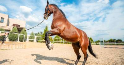Первый Всеукраинский фестиваль верховой езды и конных видов спорта "Horses Spirit" соберет более 5 тысяч поклонников со всей страны