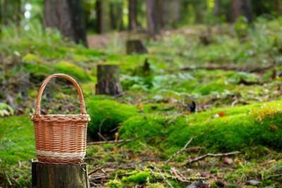 Мурманчанка нашла в лесу под Белгородом грибы стоимостью 50 евро за килограмм