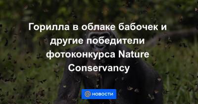Горилла в облаке бабочек и другие победители фотоконкурса Nature Conservancy