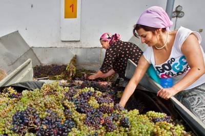 В Дагестане хотят создать виноградо-виноконьячный кластер