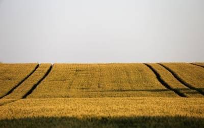 Рынок земель: в Украине продали уже около 60 тысяч гектаров