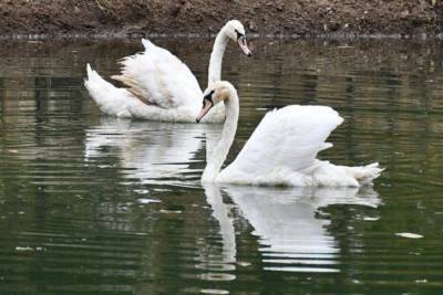 В обновлённый парк в Серпухове заселили лебедей