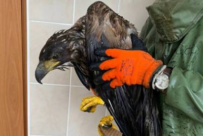 Россиянин спас от гибели краснокнижного орлана-белохвоста в Череповце