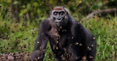 Фото гориллы с бабочками победило в международном конкурсе Nature Conservancy 2021