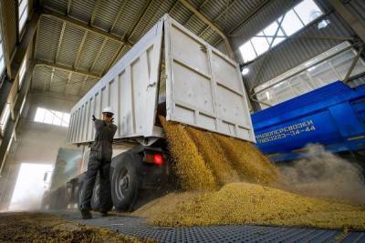 Россия поднимет пошлину на экспорт пшеницы