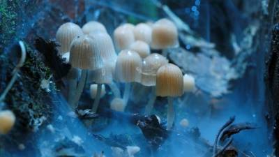 Наука и практика: почему все чаще съедобные грибы становятся опасны для жизни